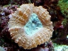 Lobophyllia