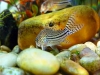 Corydoras Julii