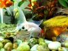 Corydoras Julii and Redcap Oranda