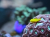 Clown goby perched on brain coral