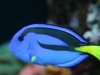 Hippo tang (Paracanthurus hepatus)