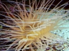 Tube anemone